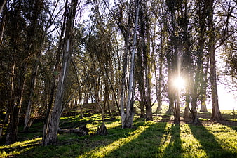 Sunlight streaming through tall eucalyptus trees in a forest