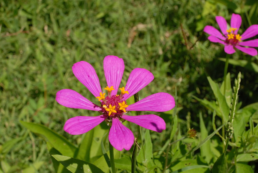 Vibrant pink zinnia flower with yellow center in green grass