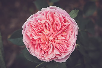 Close-up of a lush pink rose bloom with soft petals