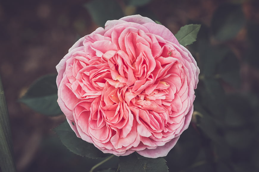 Close-up of a lush pink rose bloom with soft petals
