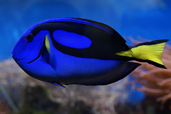 Blue Tang Fish Swimming in Aquarium