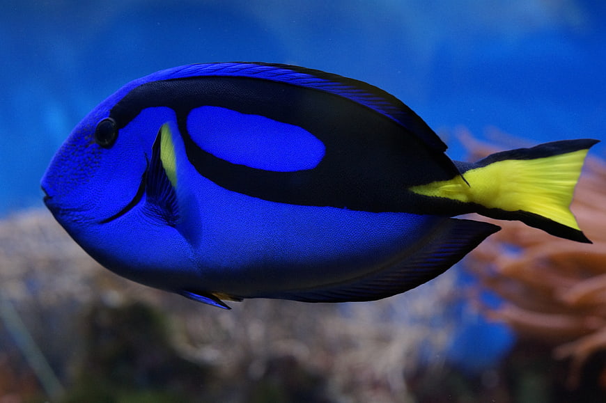 Blue Tang Fish Swimming in Aquarium