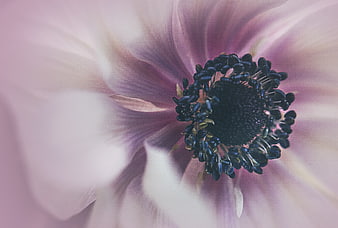 Macro Close-Up of Pink Anemone Flower Center