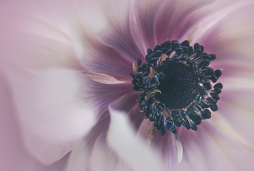 Macro Close-Up of Pink Anemone Flower Center