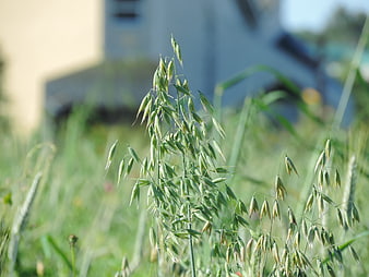 Close-up of green oat stalks in a field