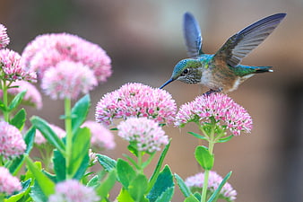 Hummingbird Feeding on Pink Sedum Flowers in Garden