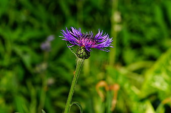Close-up of a purple knapweed flower in a green meadow