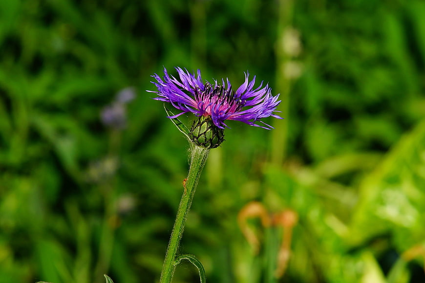 Close-up of a purple knapweed flower in a green meadow