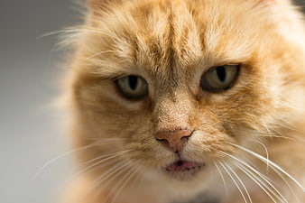 Close-up portrait of an orange tabby cat with intense gaze