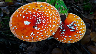 Close-up of red fly agaric mushrooms in autumn forest