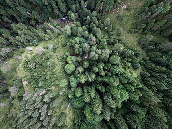 Aerial drone view of dense green forest canopy