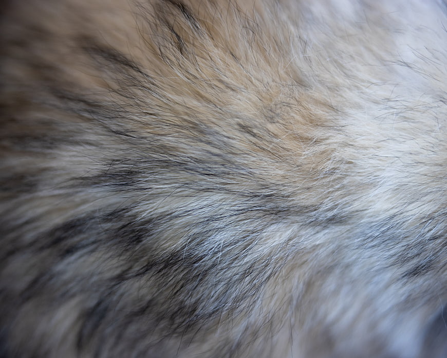 Close-up of fluffy beige and gray animal fur texture