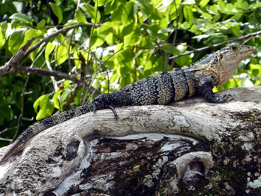 Black Spiny-tailed Iguana Resting on Tree Branch