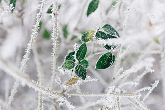 Close-up of frost-covered green leaves on winter branches