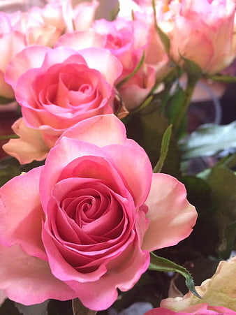 Close-up of vibrant pink roses with soft petals
