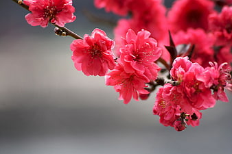 Vibrant Pink Blossoms on Branch with Soft Background