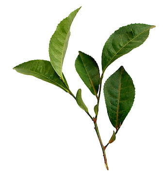 Fresh Tea Plant Sprig With Green Leaves On White Background