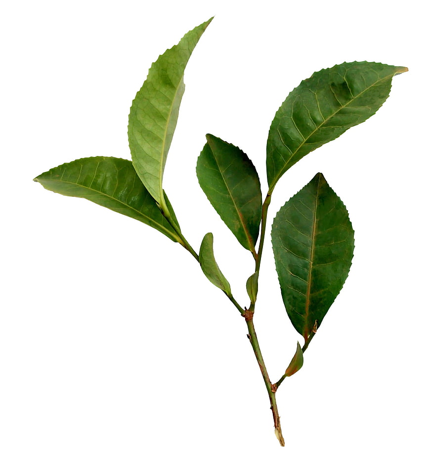 Fresh Tea Plant Sprig With Green Leaves On White Background