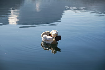 White Swan Preening on Calm Blue Lake Water
