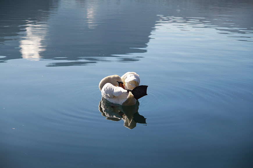 White Swan Preening on Calm Blue Lake Water
