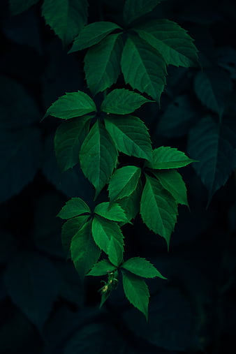 Dark moody green ivy leaves on blurred background