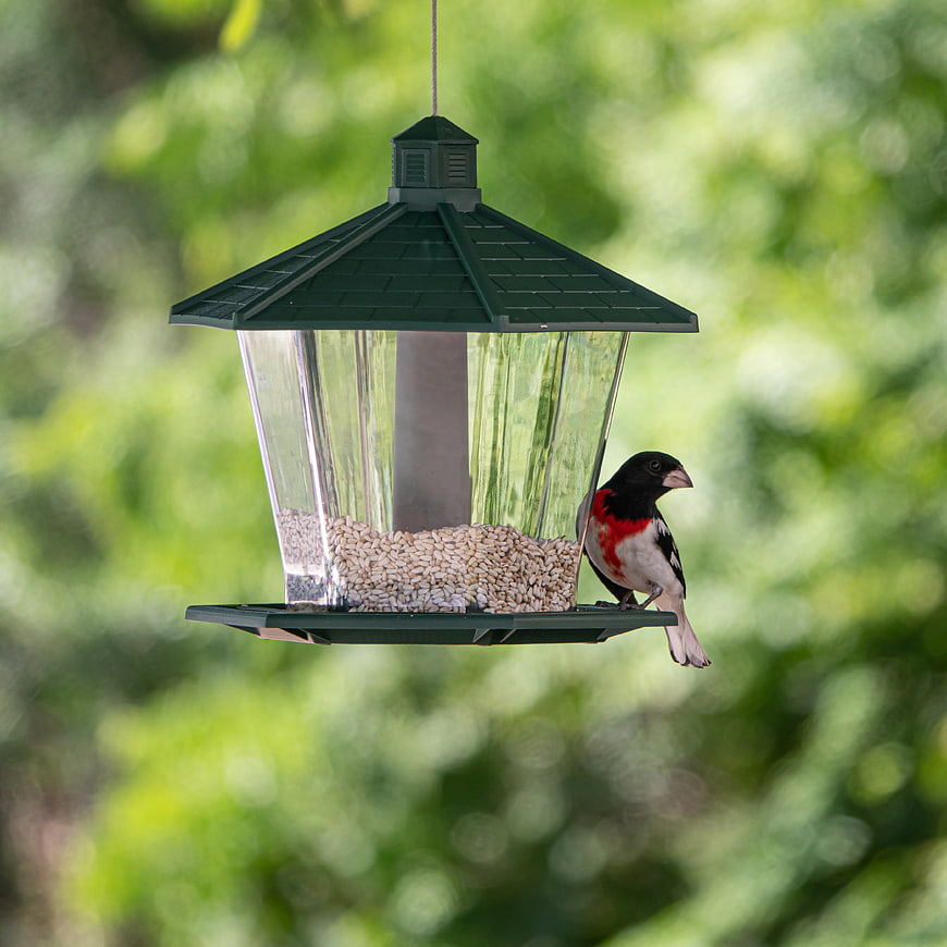 Rose-breasted Grosbeak on Hanging Bird Feeder