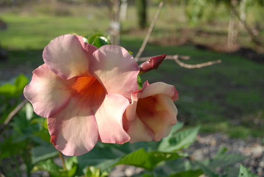 Pink Desert Rose Flower with Orange Center in Garden