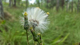Close-up of a fluffy dandelion seed head in a green meadow