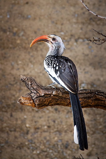 Yellow-billed Hornbill Perched on Branch