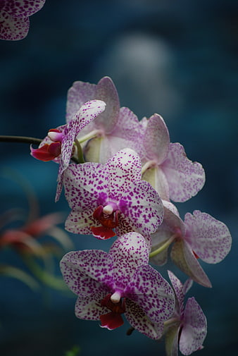 Close-up of purple speckled orchid flowers on dark blue background