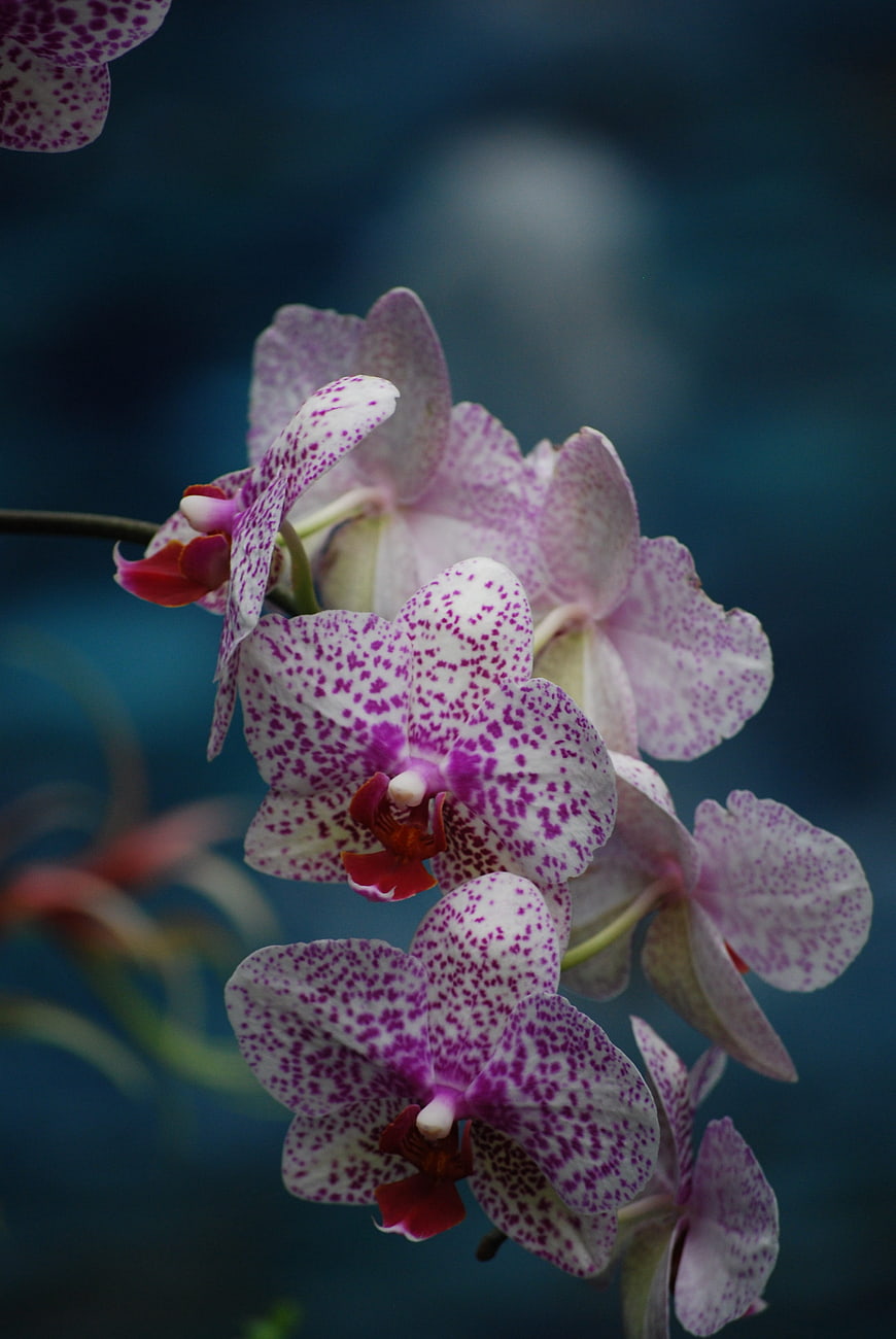 Close-up of purple speckled orchid flowers on dark blue background