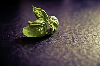 Fresh Basil Leaves on Dark Textured Background