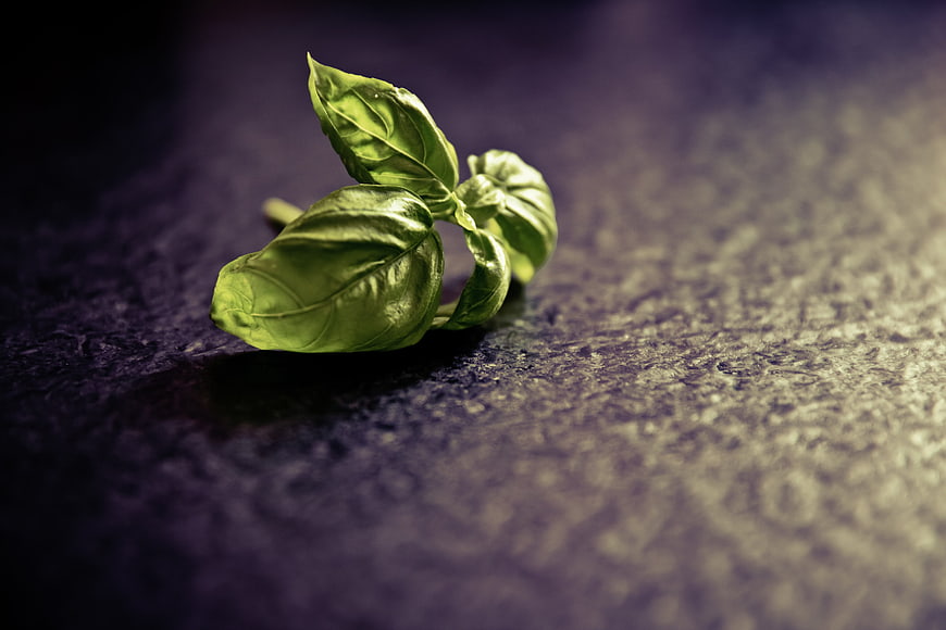Fresh Basil Leaves on Dark Textured Background