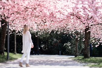 Woman Walking Under Pink Cherry Blossom Canopy in Spring Park