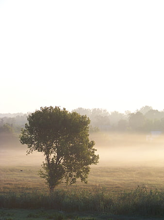 Lone tree in misty field at sunrise