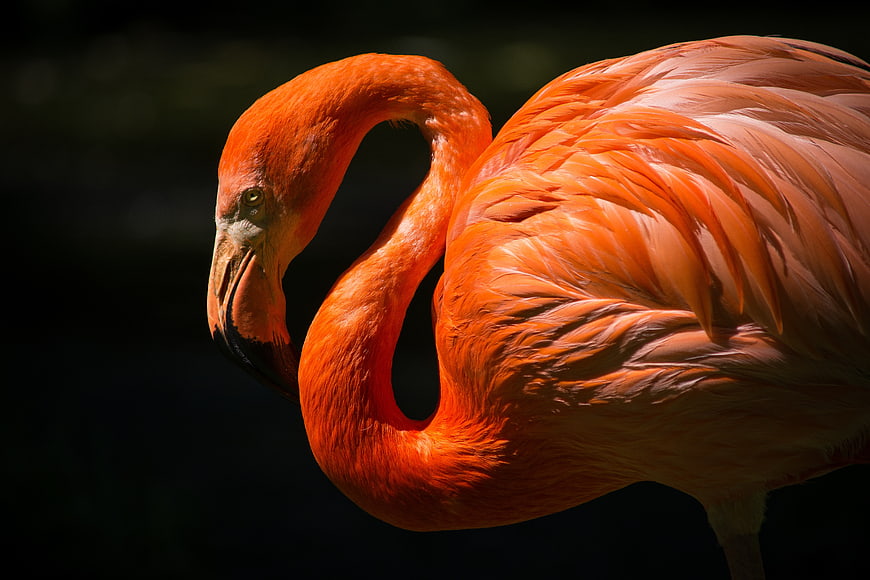 Vibrant Orange Flamingo Portrait with Dark Background
