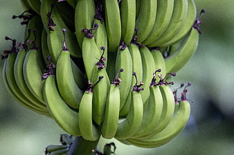 Close-up of green banana bunch on tree