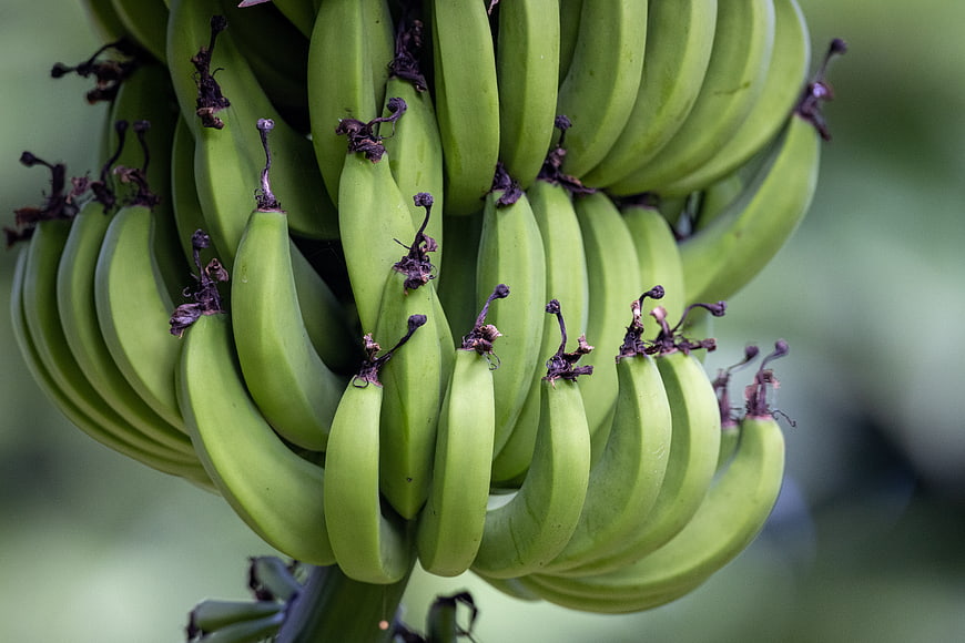 Close-up of green banana bunch on tree