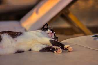 Sleeping Black and White Cat on Lounge Chair