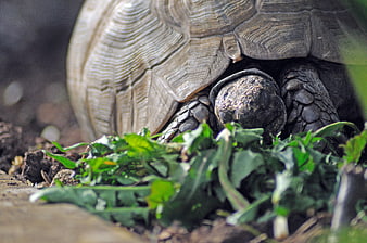 Close-up of a tortoise eating green leaves