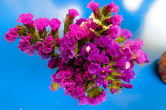 Vibrant Purple Statice Flowers on Blue Background