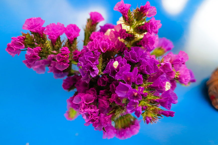 Vibrant Purple Statice Flowers on Blue Background