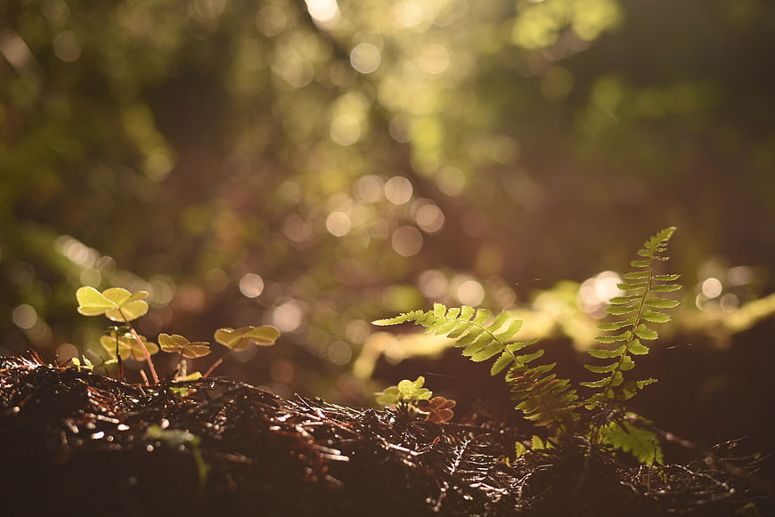 Sunlit fern and clover on mossy forest floor with bokeh