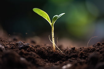 Close-up of a green seedling sprouting from dark soil