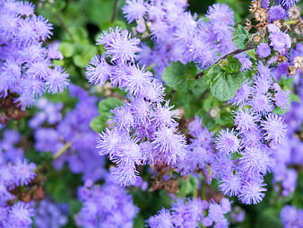 Close-up of purple ageratum flowers with green leaves
