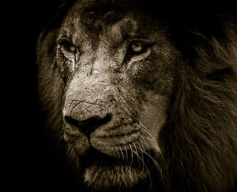 Dramatic Sepia Close-Up of Majestic Lion Face