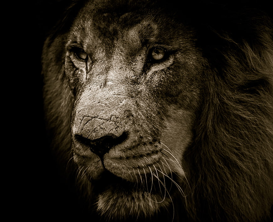 Dramatic Sepia Close-Up of Majestic Lion Face