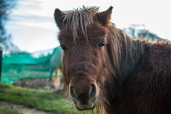 Close-up portrait of a brown pony with expressive eyes