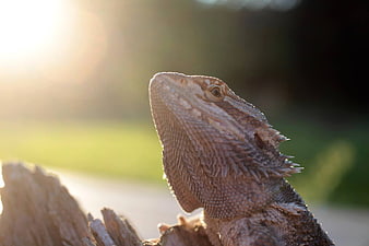 Close-up of Bearded Dragon Lizard in Golden Sunlight