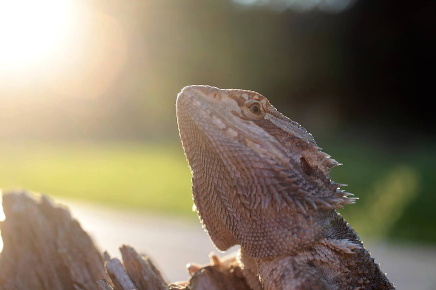 Close-up of Bearded Dragon Lizard in Golden Sunlight